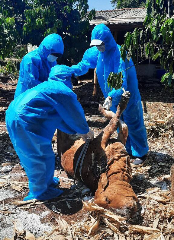 Bệnh viêm da nổi cục trên gia súc hoành hành ở Đắk Lắk