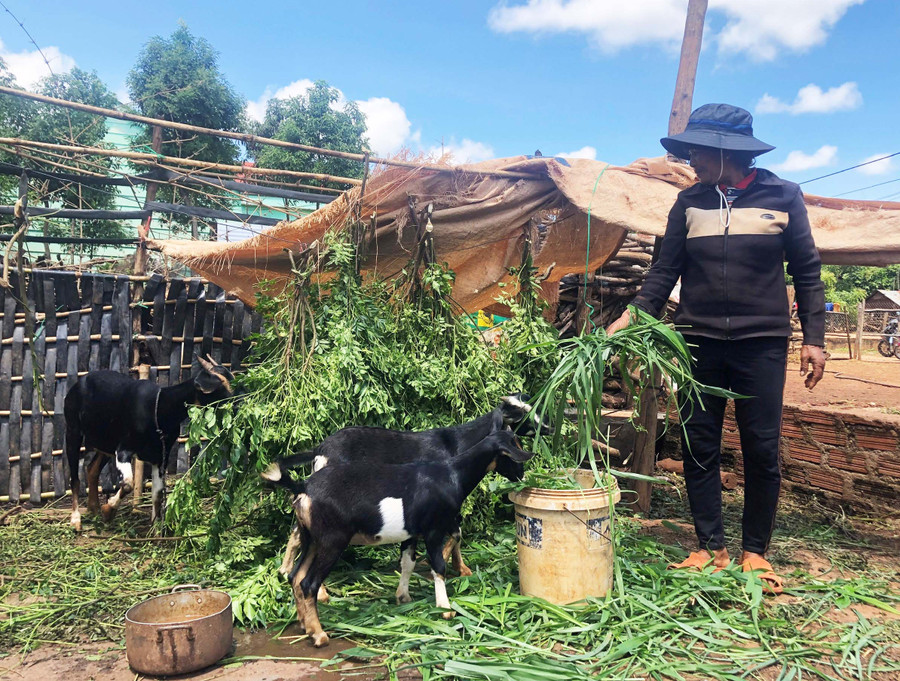 Bà Srắt (làng Đê Hrel, thị trấn Kon Dơng, huyện Mang Yang) chăm sóc đàn dê của gia đình. Ảnh: Anh Huy