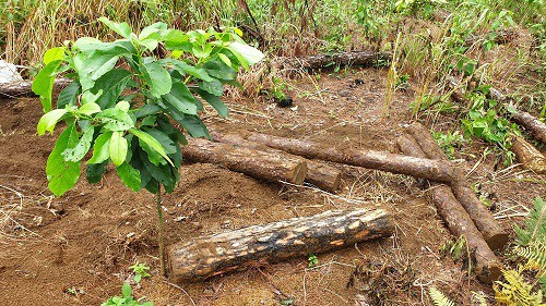 Những cây thông bị cưa hạ, sau đó là những cây bơ mọc lên để chiếm đất lâm nghiệp. Ảnh: Cộng tác viên chụp năm 2019