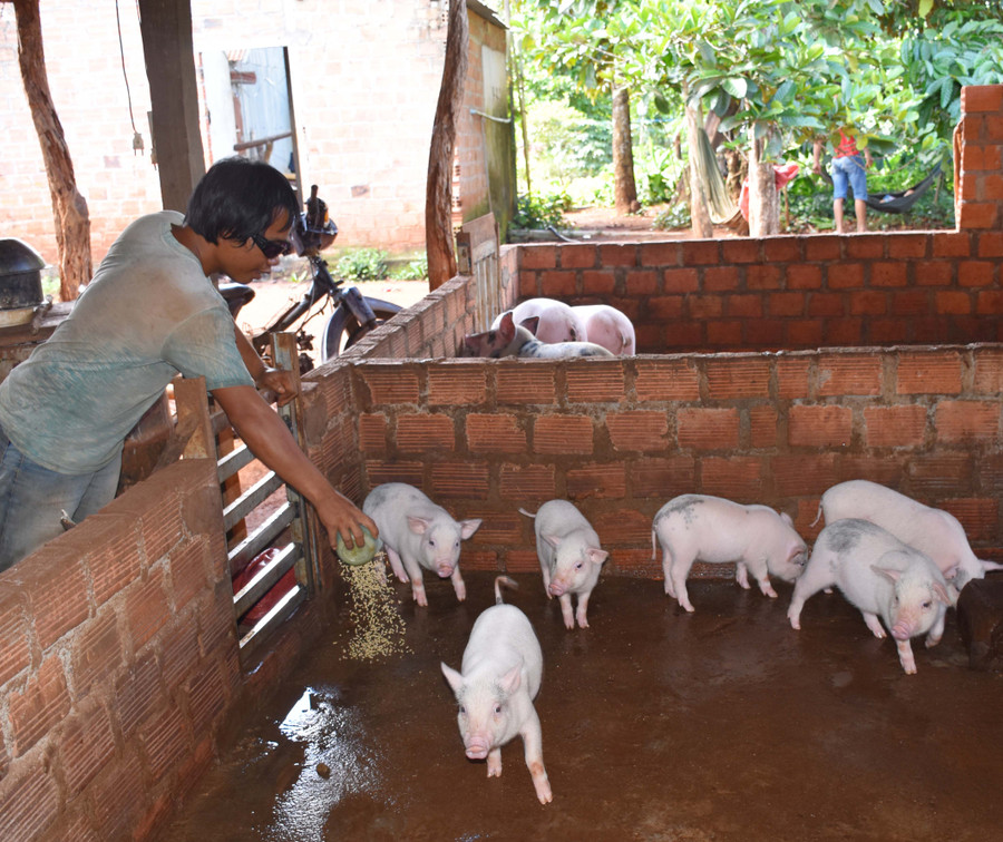 Anh An chăm sóc đàn heo của mình. Ảnh: Hà Phương