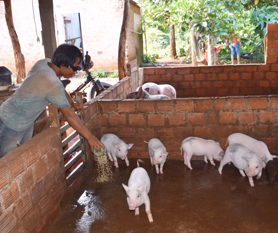 Anh An chăm sóc đàn heo của mình. Ảnh: Hà Phương