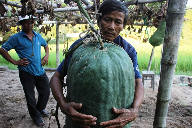  Vòng tay 1 người không thể ôm trọn được quả bí đao khổng lồ. Ảnh: TB.