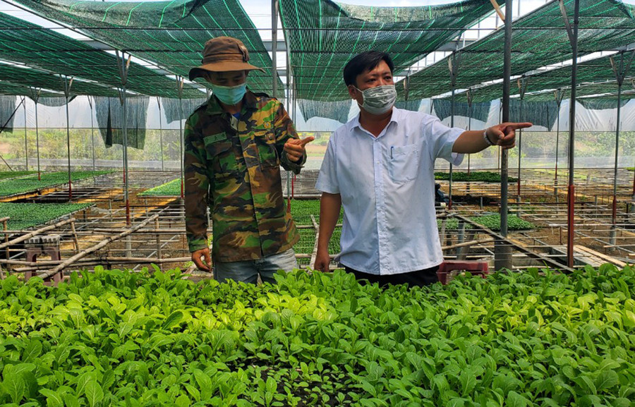  Nông dân trồng rau ở huyện Đak Pơ đang gặp khó khăn vì thị trường tiêu thụ bị thu hẹp. Ảnh: Sơn Ca