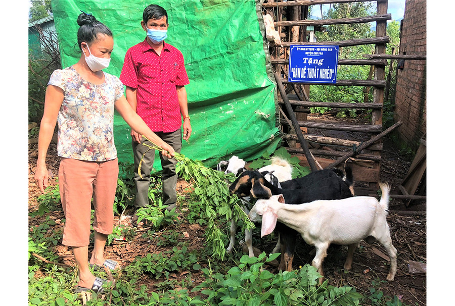 Gia đình anh Rơ Châm Ú (làng Tơ Vơn 1, xã Ia Khươl, huyện Chư Păh) được hỗ trợ dê giống để chăn nuôi, phát triển kinh tế. Ảnh: Đinh Yến Gia đình anh Rơ Châm Ú (làng Tơ Vơn 1, xã Ia Khươl, huyện Chư Păh) được hỗ trợ dê giống để chăn nuôi, phát triển kinh tế. Ảnh: Đinh Yến