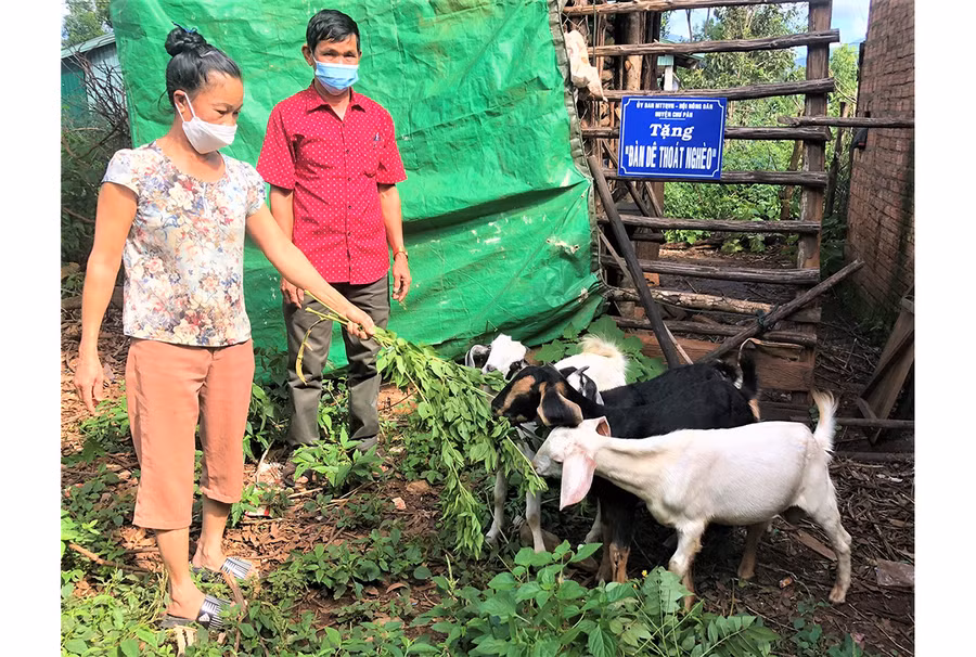  Gia đình anh Rơ Châm Ú (làng Tơ Vơn 1, xã Ia Khươl, huyện Chư Păh) được hỗ trợ dê giống để chăn nuôi, phát triển kinh tế. Ảnh: Đinh Yến