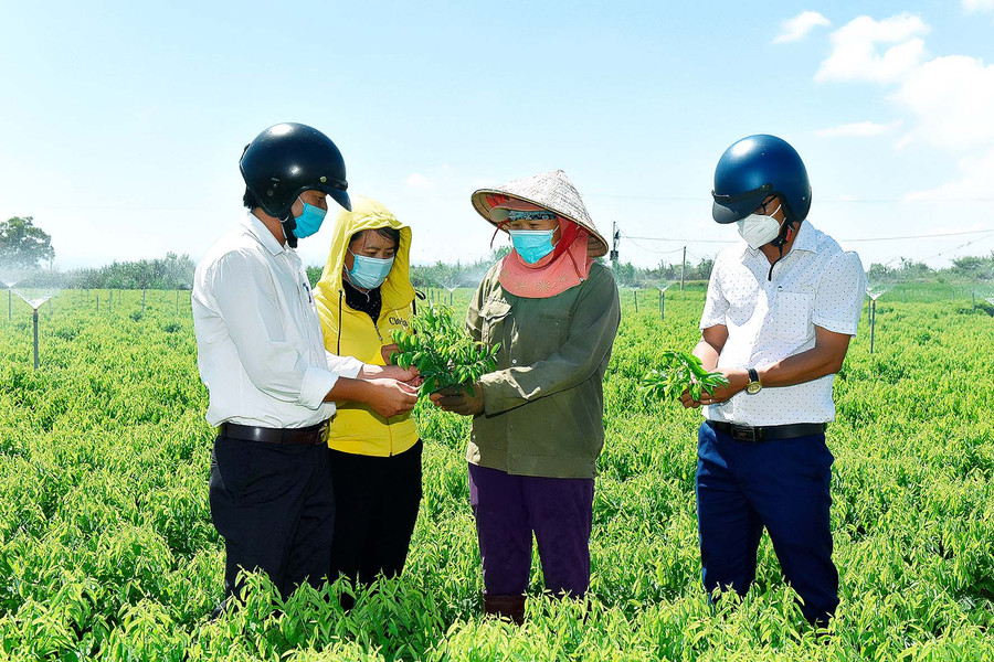 3.Cán bộ xã Ia Sol kiểm tra, đánh giá hiệu quả sử dụng vốn tín dụng tại gia đình chị Phạm Thị Lam (ở giữa, thôn Thắng Lợi 1). Chị Lam vay 500 triệu đồng để đầu tư đường dây điện, lắp hệ thống péc tưới… cho 7 sào rau. Mỗi năm, gia đình chị thu gần 100 triệu đồng từ bán rau.