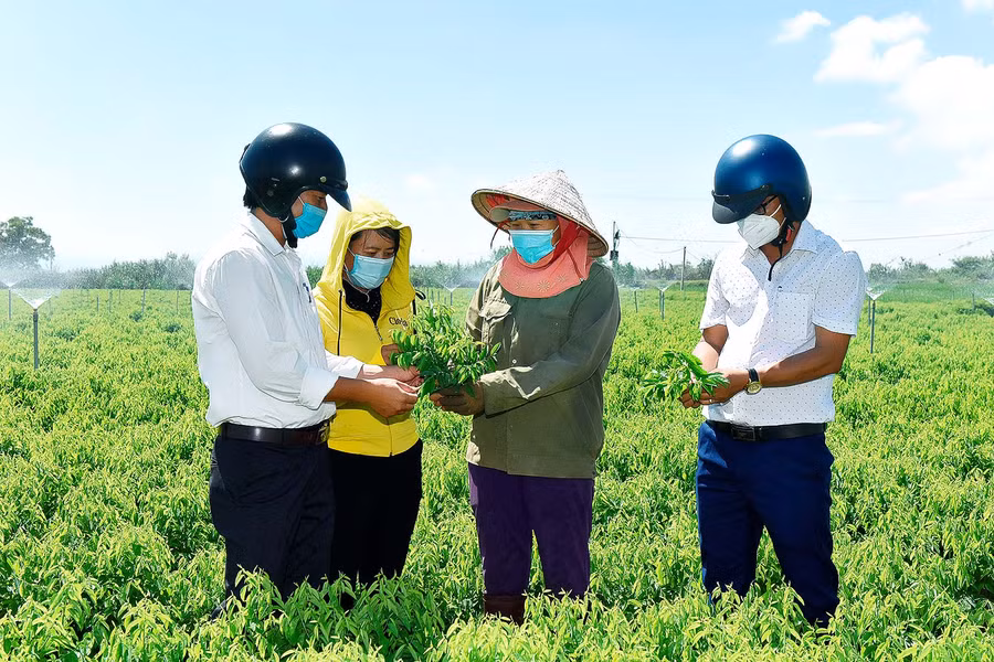 3.Cán bộ xã Ia Sol kiểm tra, đánh giá hiệu quả sử dụng vốn tín dụng tại gia đình chị Phạm Thị Lam (ở giữa, thôn Thắng Lợi 1). Chị Lam vay 500 triệu đồng để đầu tư đường dây điện, lắp hệ thống péc tưới… cho 7 sào rau. Mỗi năm, gia đình chị thu gần 100 triệu đồng từ bán rau.