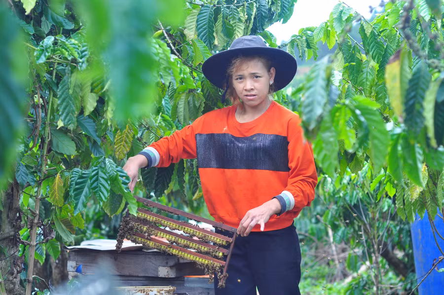 Chị K'Dung giới thiệu cho phóng viên những vỉ ong nuôi theo hướng an toàn sinh học của gia đình mình. Ảnh: Văn Long.