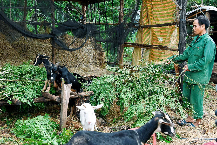 Những năm qua, anh Luin-Phó Bí thư chi bộ làng Đak Trôk, xã Đak Yă cũng đã chuyển đổi cơ cấu cây trồng vật nuôi để nâng cao hiệu quả kinh tế. Hiện ga đình anh nuôi 5 con bò, 8 con dê và trồng 3 sào cà phê…; thu nhập từ 50-60 triệu đồng/năm.