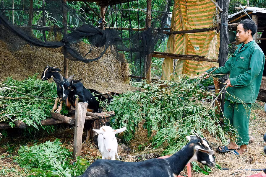 Những năm qua, anh Luin-Phó Bí thư chi bộ làng Đak Trôk, xã Đak Yă cũng đã chuyển đổi cơ cấu cây trồng vật nuôi để nâng cao hiệu quả kinh tế. Hiện ga đình anh nuôi 5 con bò, 8 con dê và trồng 3 sào cà phê…; thu nhập từ 50-60 triệu đồng/năm.