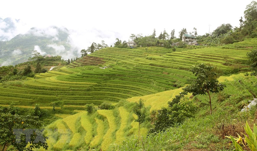 Thị trấn Mường Khương ( Lào Cai) vào giữa tháng 8 như được nhuộm vàng bởi những cánh đồng lúa chín chuẩn bị vào vụ thu hoạch. Ảnh: Quốc Khánh/TTXVN Thị trấn Mường Khương ( Lào Cai) vào giữa tháng 8 như được nhuộm vàng bởi những cánh đồng lúa chín chuẩn bị vào vụ thu hoạch. (Ảnh: Quốc Khánh/TTXVN)