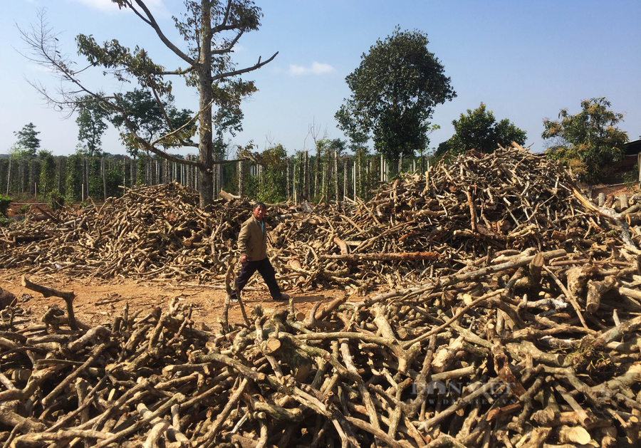 Cà phê thiếu nước, rớt giá khiến không ít nông dân chặt bỏ, trồng cây khác. (Trong ảnh: Một nông dân ở xã Ea Ngai, huyện Krông Búk, Đắk Lắk phá bỏ vườn cà phê). Ảnh: Duy Hậu.