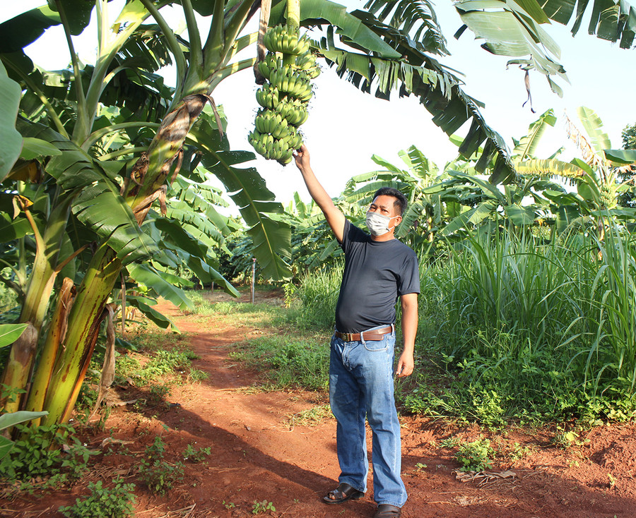 Anh Võ Danh Thanh (làng Kuăi, xã Ia Blứ) bên vườn chuối mốc. Ảnh: Nguyễn Diệp Ông Võ Danh Thanh bên vườn chuối mốc.jpg