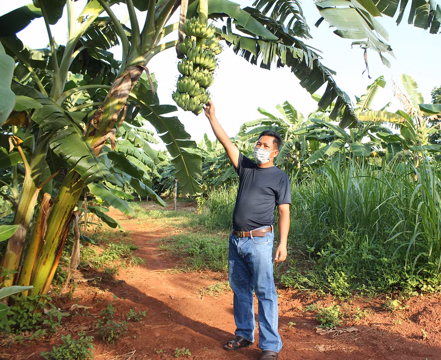 Ông Võ Danh Thanh bên vườn chuối mốc.jpg