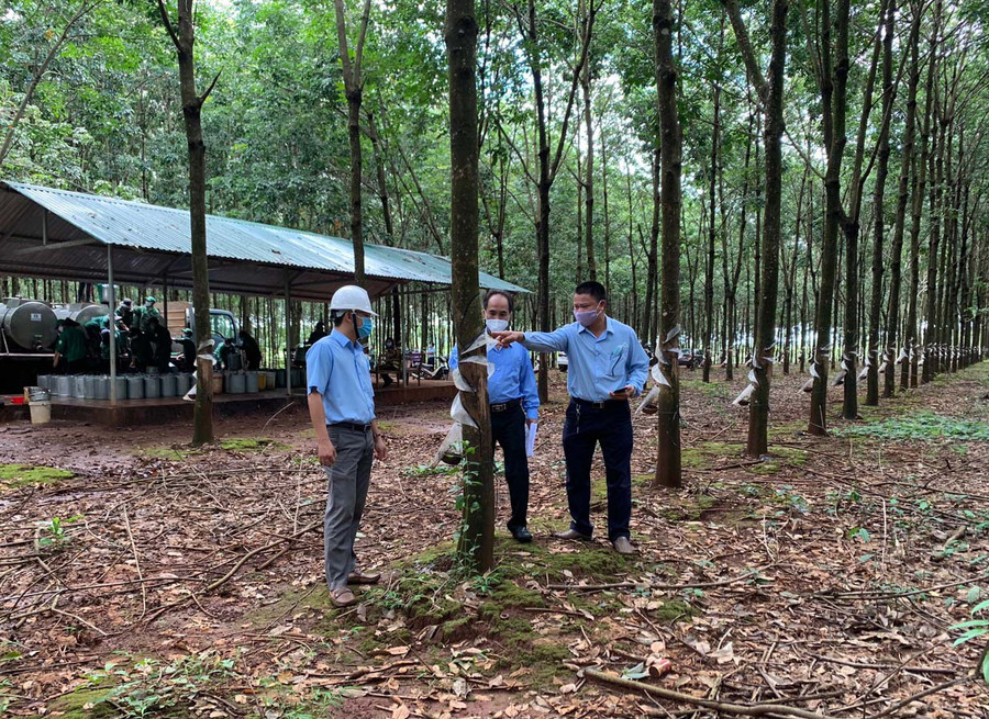 Kiểm tra vườn cao su đang khai thác. Ảnh: Hà Anh