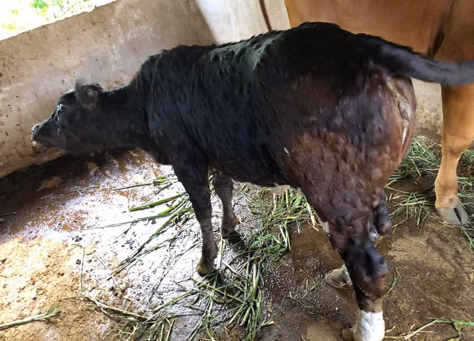 Đáng lo ngại là dịch bệnh viêm da nổi cục lây lan nhanh, xuất hiện 15/15 huyện, thị xã, thành phố của Đắk Lắk