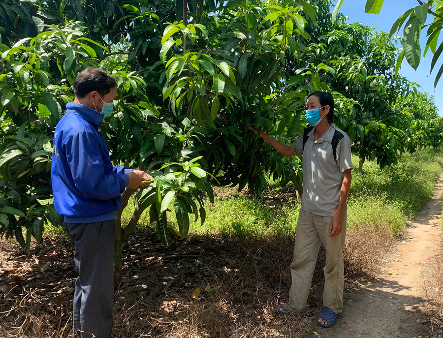  Ông Bùi Văn Vững (bìa phải; xã Pờ Tó, huyện Ia Pa) chia sẻ cách chăm sóc vườn xoài Đài Loan. Ảnh: Vũ Chi
