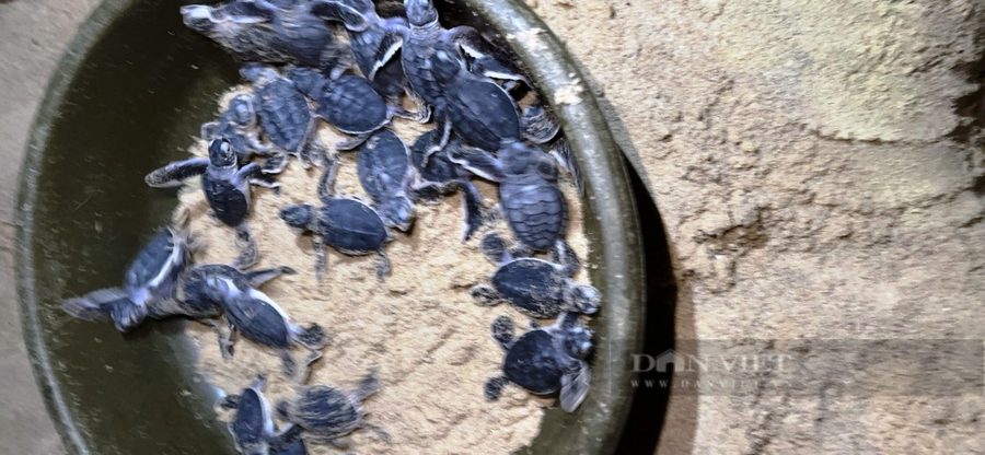 53 chú rùa biển nở thành công được đưa về môi trường tự nhiên. Ảnh: TB 53 chú rùa biển nở thành công được đưa về môi trường tự nhiên. Ảnh: TB.