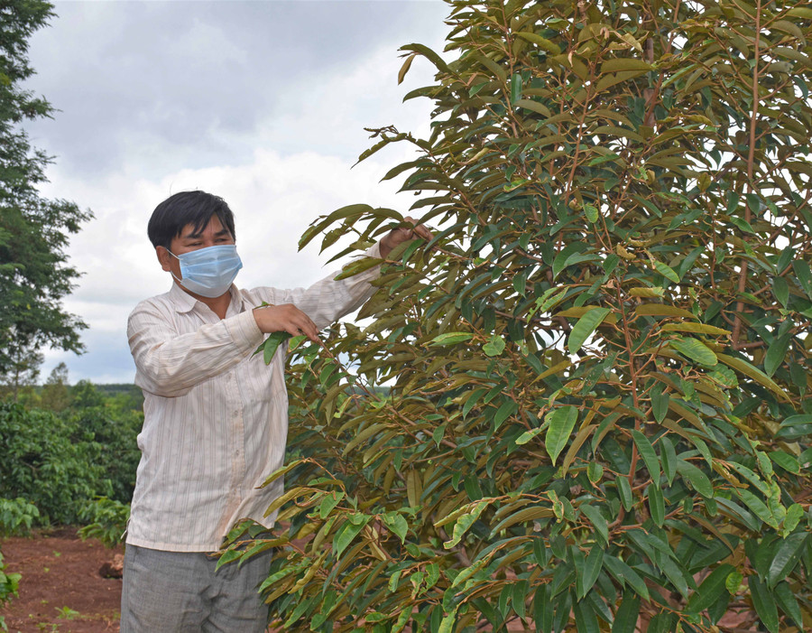Dù không nhìn thấy ánh sáng nhưng anh Nghĩa vẫn không ngừng nỗ lực lao động. Ảnh Trần Dung