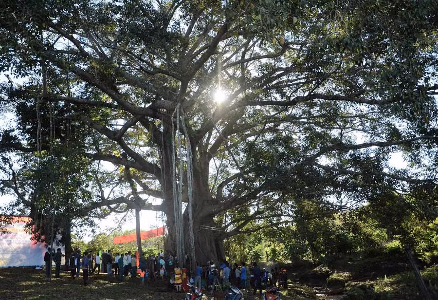 Cây đa tỏa bóng mát rộng lớn