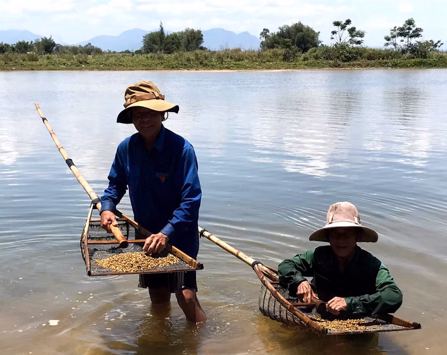 Ra sông, ngâm mình trong nước để cào don, tuy khó nhọc nhưng được nhiều hơn