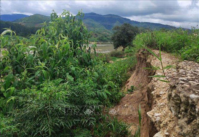 Bờ sông Đăk Bla đoạn chảy qua địa phận huyện Kon Rẫy (Kon Tum) bị sạt lở nghiêm trọng, ăn vào đường dân sinh.