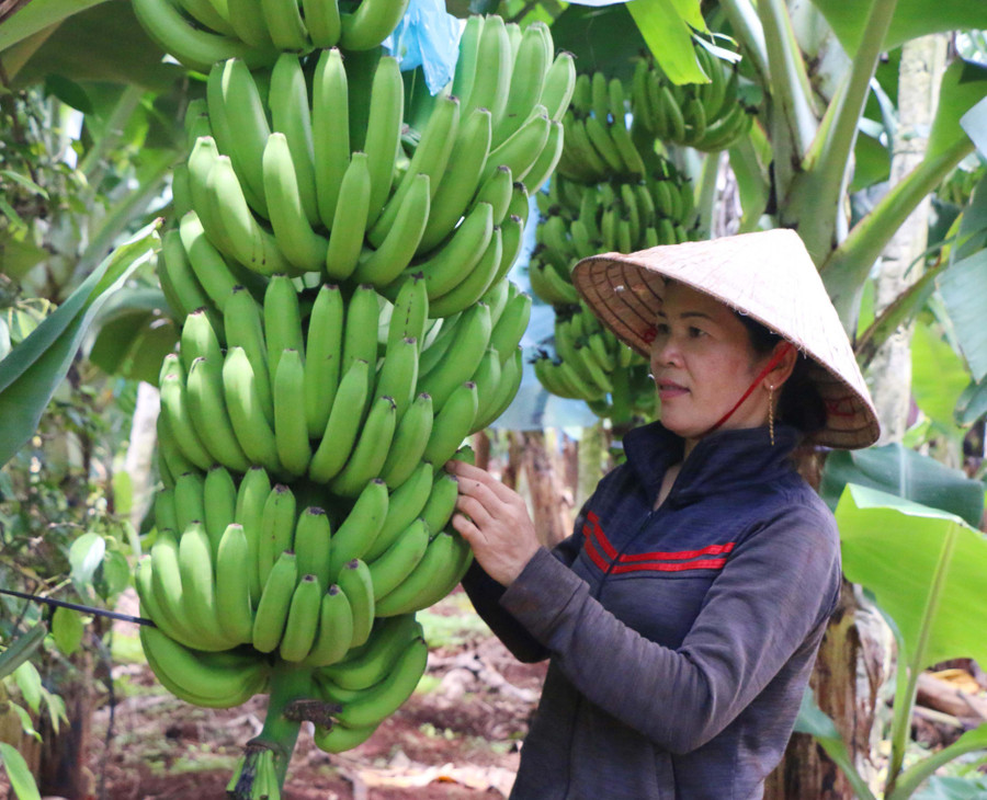 Nhờ sử dụng phân hữu cơ và thuốc trừ sâu bệnh sinh học nên chất lượng vườn chuối của ông Đào Tiến Tình luôn được đảm bảo. Ảnh: Quang Tấn