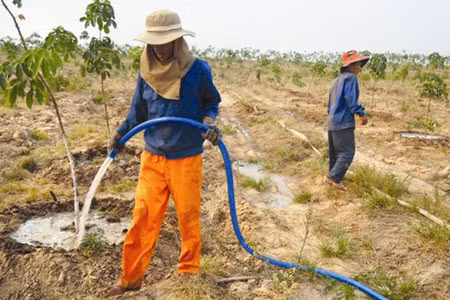 Tưới cây cao su mới trồng. Ảnh: Thanh Phong