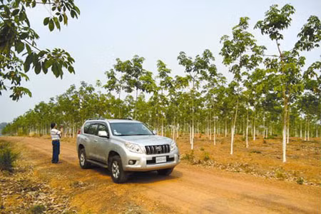 Trong rừng cao su 2 năm tuổi. Ảnh: Thanh Phong