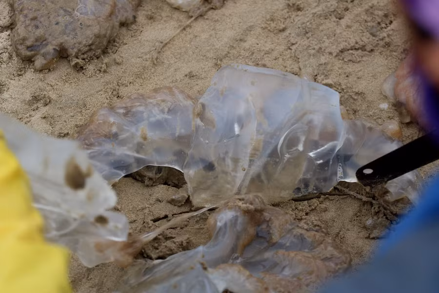 Ngư dân dùng dao làm sạch nội tạng của sứa. Ảnh: Phạm Đức