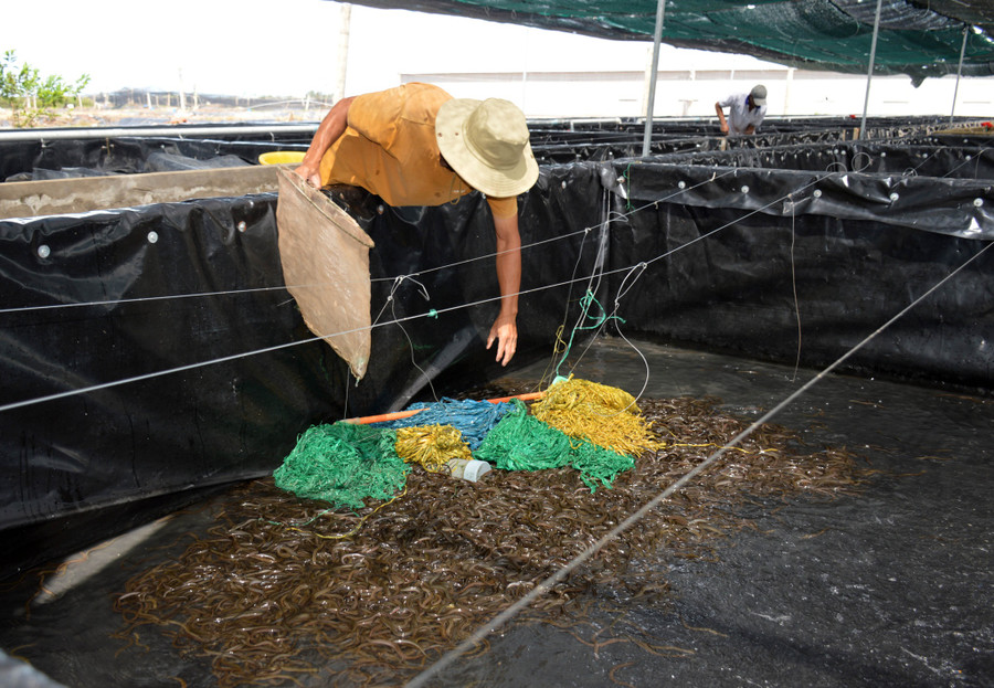 Bể nuôi lươn không bùn trong trang trại của anh Tiến. Ảnh: Trần Thanh Phong