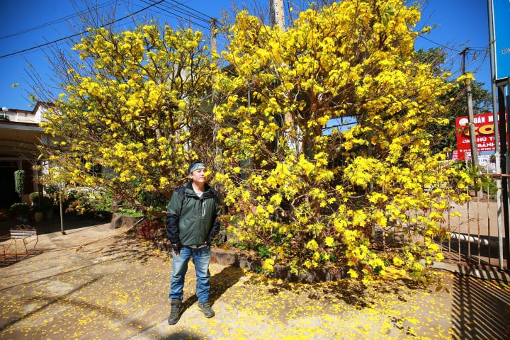 Hoa mai vàng nở rộ khu vực TP.Buôn Ma Thuột, Đắk Lắk. Ảnh: Thanh Tuấn