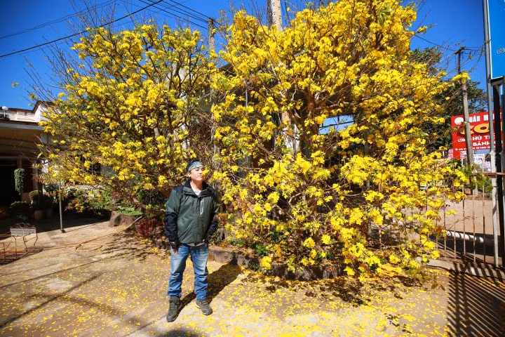 Hoa mai vàng nở rộ khu vực TP.Buôn Ma Thuột, Đắk Lắk. Ảnh: Thanh Tuấn