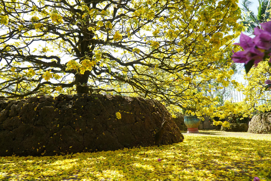 Những cơn gió đầu xuân làm những cánh mai mỏng manh rơi vàng cả sân vườn. Ảnh: Xuân Phúc