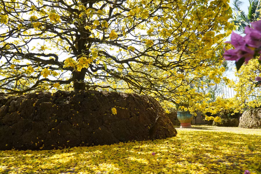 Những cơn gió đầu xuân làm những cánh mai mỏng manh rơi vàng cả sân vườn. Ảnh: Xuân Phúc