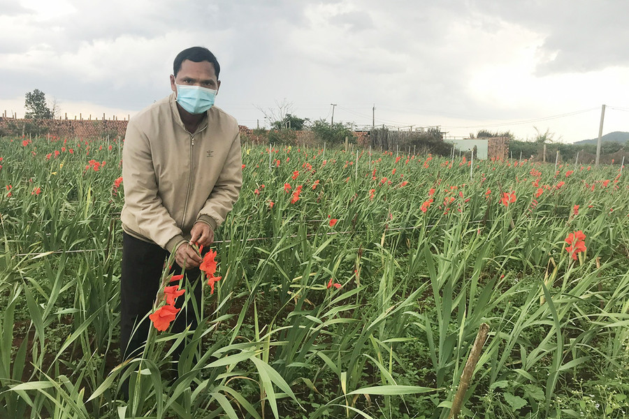 Nhiều người dân ở làng Châm Prông (xã Ia Băng) đã chuyển sang trồng hoa lay ơn phục vụ Tết để nâng cao thu nhập. Ảnh: Nguyễn Diệp Người dân làng Châm Prông (xã Ia Băng) áp dụng tiến bộ kỹ thuật trồng hoa lay ơn phục vụ Tết. Ảnh: Nguyễn Diệp