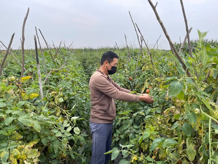 Mô hình trồng cà chua ghép trên gốc cà tím của gia đình ông Vũ Ngọc Toàn, xã Bạch Lưu, huyện Sông Lô (Vĩnh Phúc) cho hiệu quả kinh tế cao.