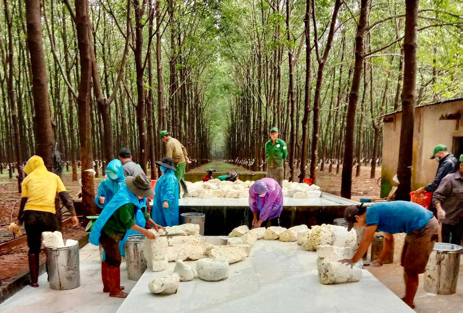 Tổng Giám đốc Công ty TNHH một thành viên Cao su Chư Prông Võ Toàn Thắng (thứ 2 từ phải sang) thăm vườn cây của đơn vị. Ảnh: Vũ Thảo