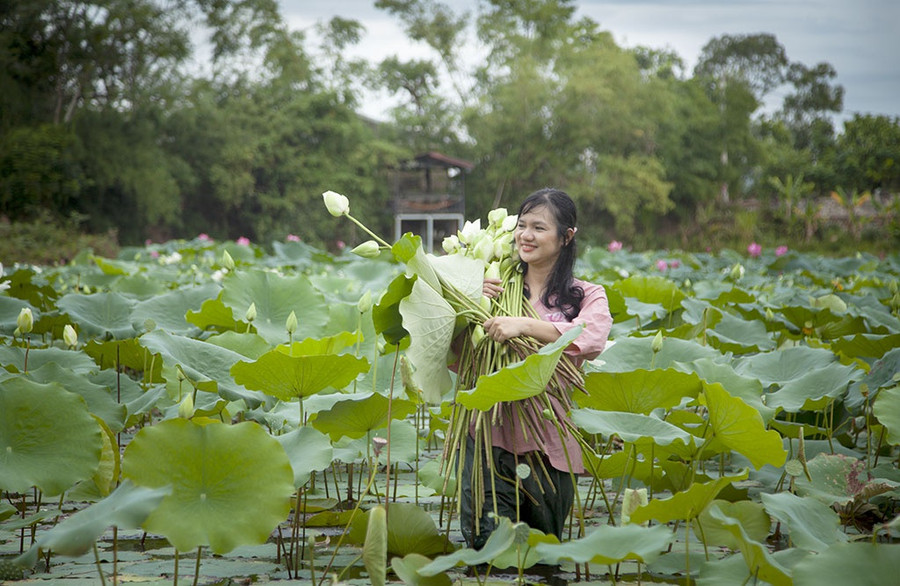Diệu Huyền trong những ngày lặn lội khôi phục giống sen trắng cổ quý hiếm của Huế Diệu Huyền trong những ngày lặn lội khôi phục giống sen trắng cổ quý hiếm của Huế