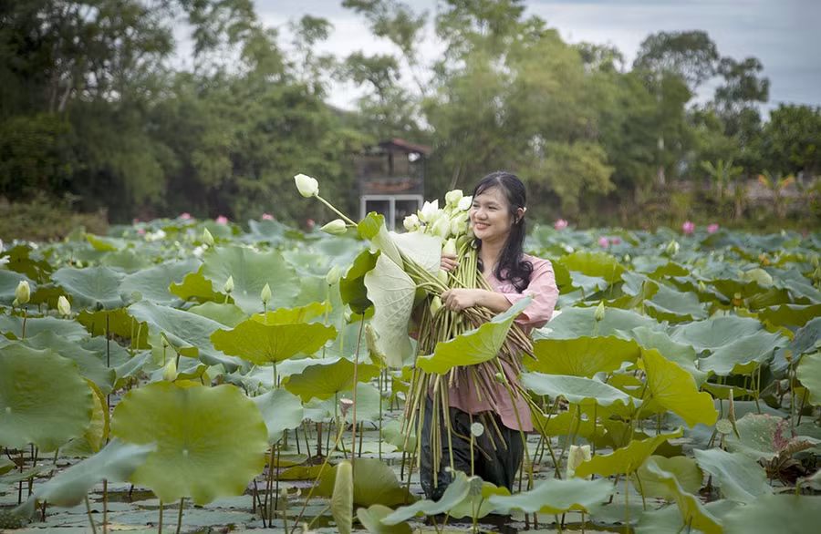 Diệu Huyền trong những ngày lặn lội khôi phục giống sen trắng cổ quý hiếm của Huế