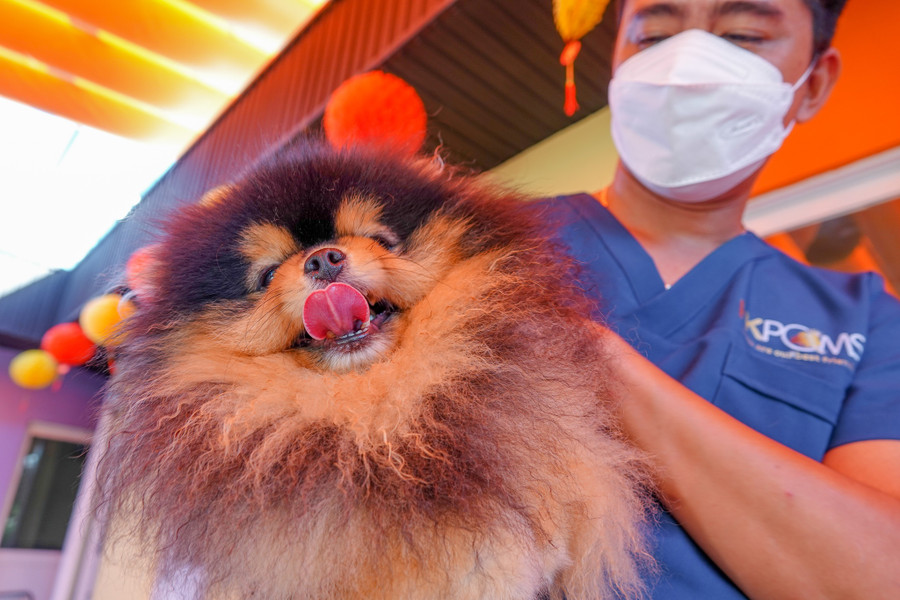 Một trong những con giống có bộ lông màu vàng, đen nhập ngoại “siêu khủng” với giá gần 300 triệu đồng/con. Ảnh: Duy Tân