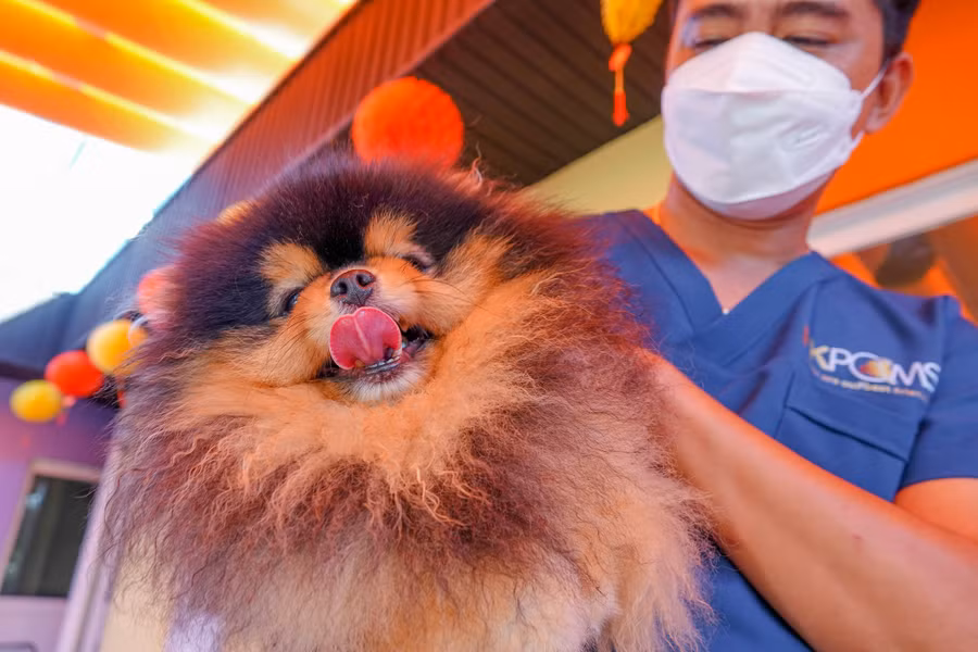 Một trong những con giống có bộ lông màu vàng, đen nhập ngoại “siêu khủng” với giá gần 300 triệu đồng/con. Ảnh: Duy Tân