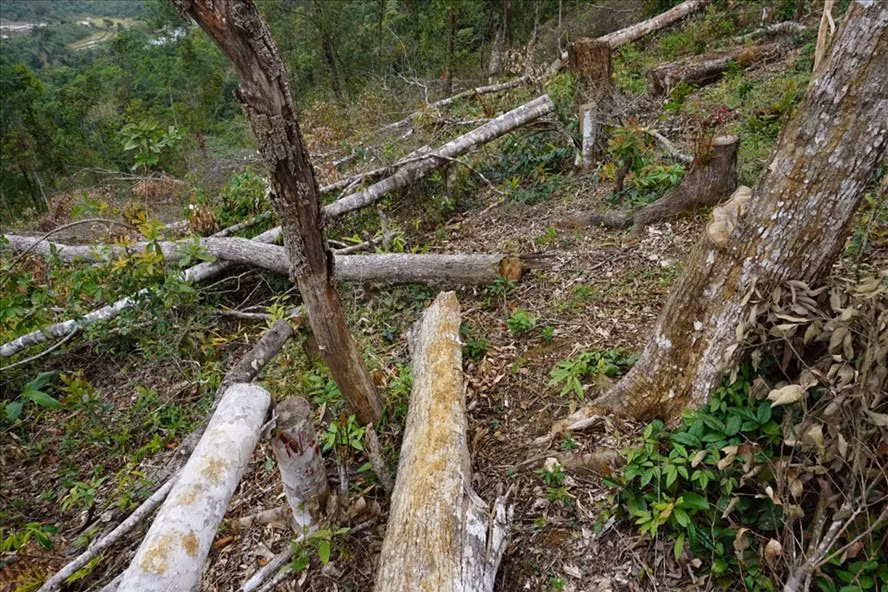 Hiện trường một vụ phá rừng ở huyện Kon Plông (Kon Tum). Ảnh: T.T