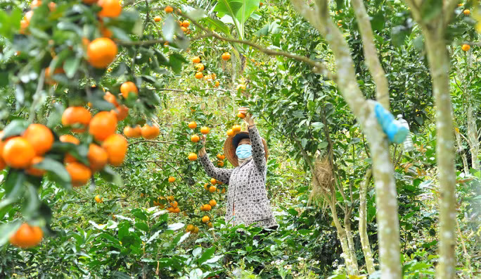 Hương vị các loại quýt đường, quýt tiều, quýt giấy ở thị trấn D’Ran, huyện Đơn Dương, tỉnh Lâm Đồng được đánh giá thanh, ngọt, màu sắc đẹp mắt.