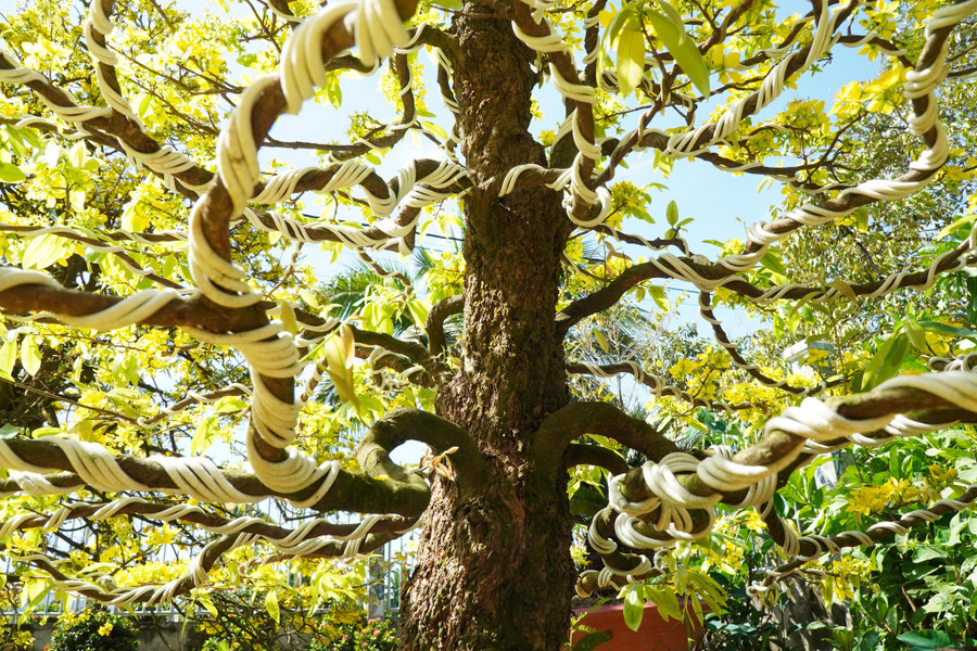 Những gốc mai xù tiền tỉ của gia chủ. Ảnh: Xuân Phúc