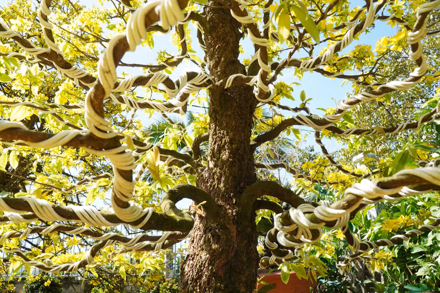 Những gốc mai xù tiền tỉ của gia chủ. Ảnh: Xuân Phúc