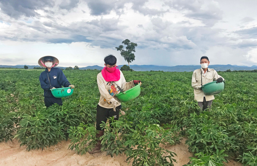 Người dân huyện Phú Thiện bón phân chăm sóc cây mì. Ảnh: Nguyễn Diệp