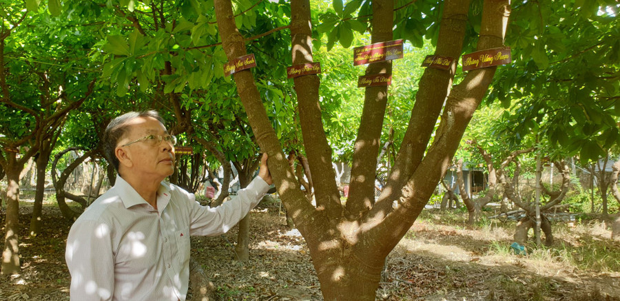 Cây Vô ưu được tạo dáng 