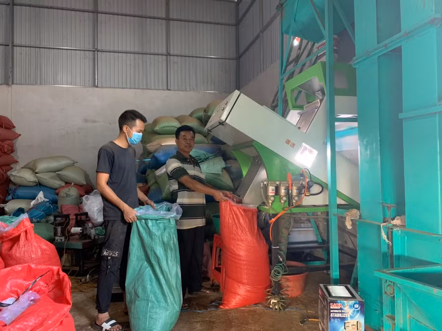 Ông Nguyễn Văn Hương trực tiếp tham gia sản xuất cà phê cùng với nhân công của mình. Ảnh: Nhật Hào