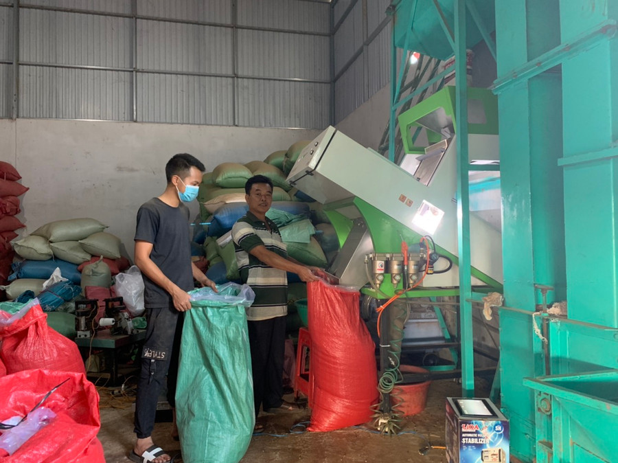 Ông Nguyễn Văn Hương trực tiếp tham gia sản xuất cà phê cùng với nhân công của mình. Ảnh: Nhật Hào